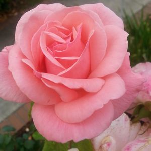 Meet your Posher, Franki